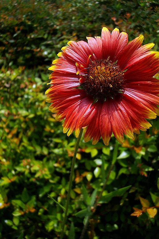 dsc00173.jpg