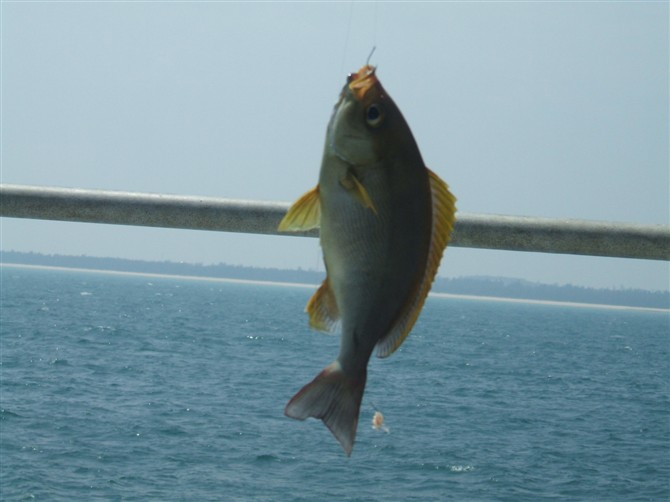 psbcaljc047.jpg
