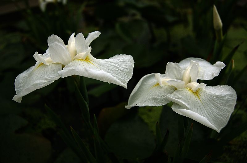 dsc00487.jpg