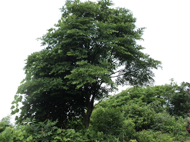dsc08503_.jpg