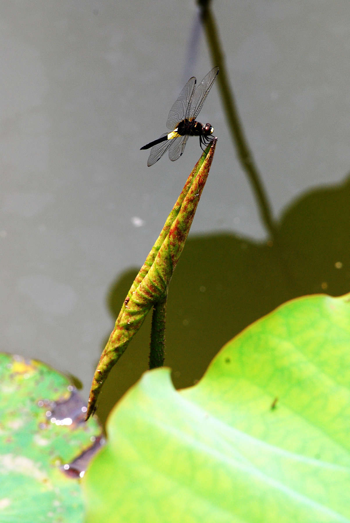 neo_img_jia 041_conew1.jpg