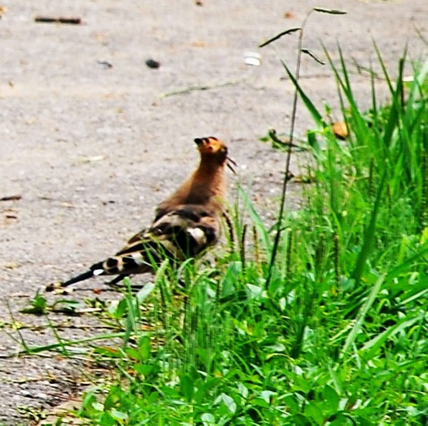 neo_img_jia 065_conew2.jpg