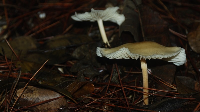 dsc_8270.jpg