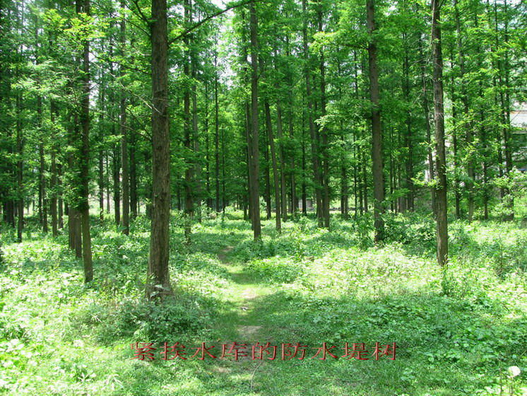 img_4262_СС_СС.jpg
