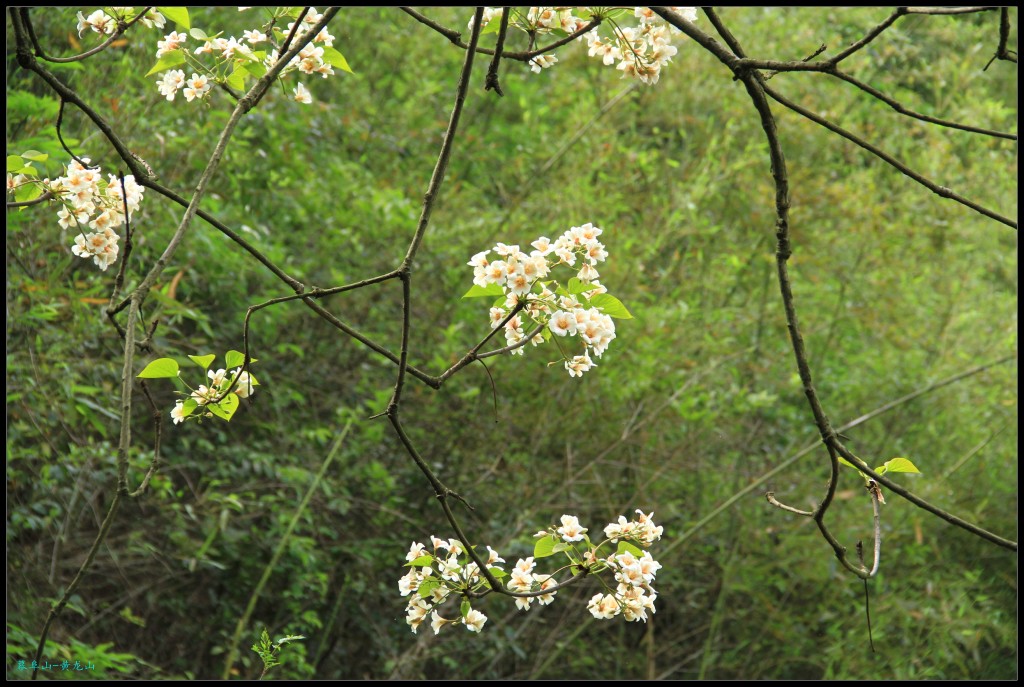 conew_img_5373.jpg