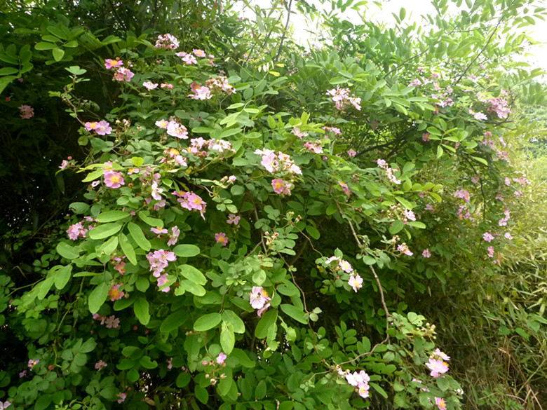p1110543_.jpg