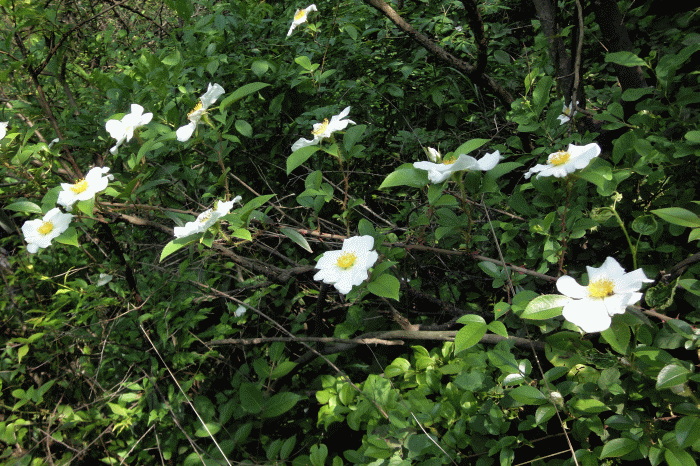 dsc09334.gif