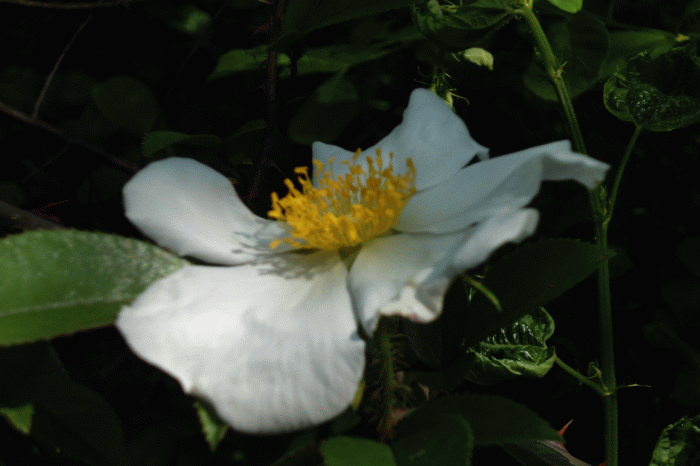 dsc09335.gif