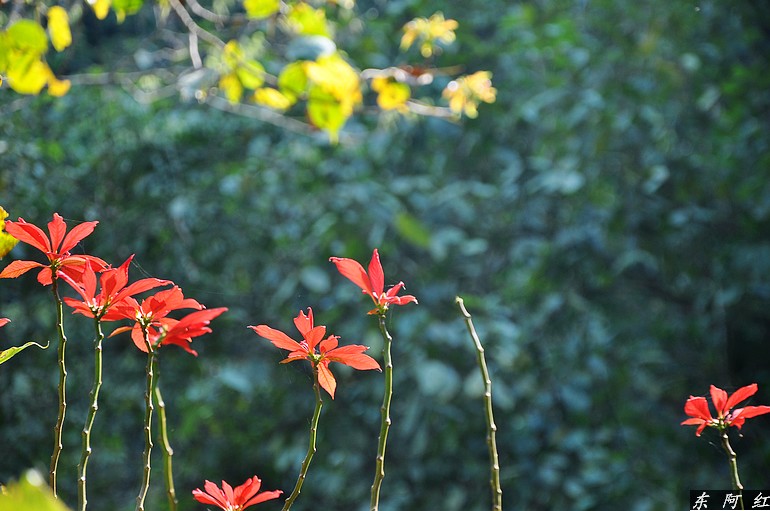 dsc_0895.jpg
