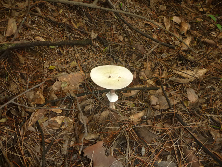p1110562_.jpg