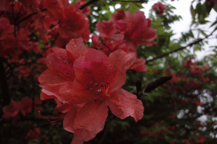 dsc09183.gif