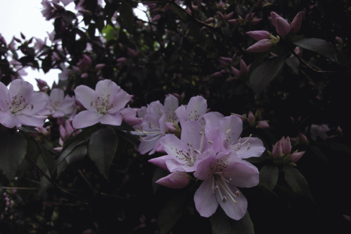 dsc09189.gif
