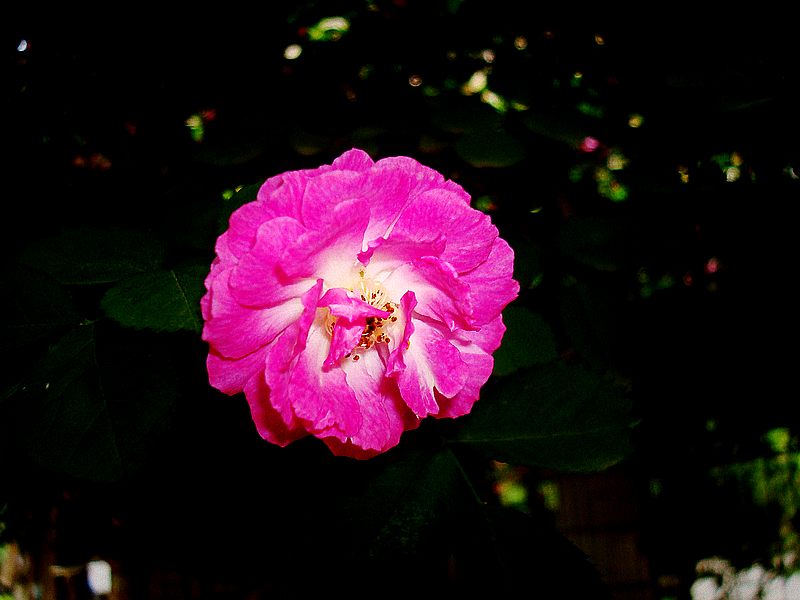 dsc 003.jpg