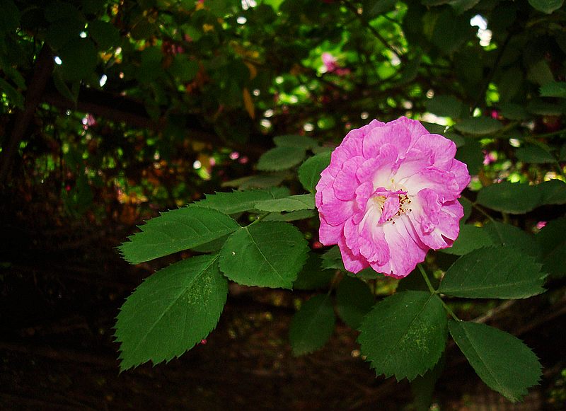 dsc 017.jpg