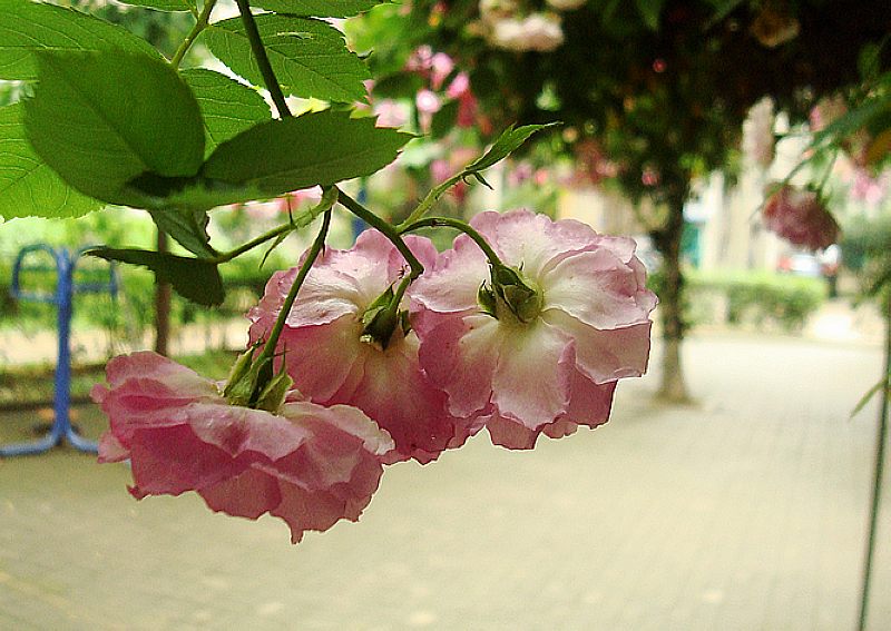 dsc 042.jpg