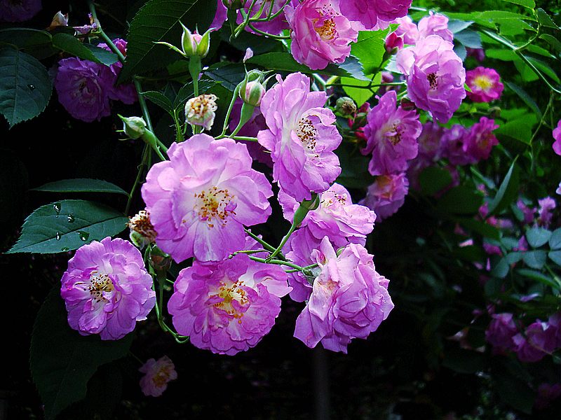 dsc 097.jpg