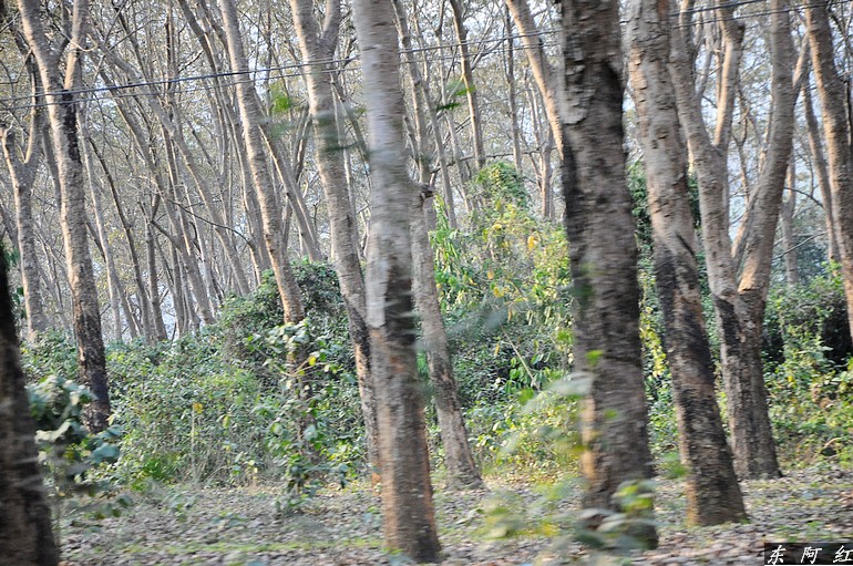 dsc_0982.jpg