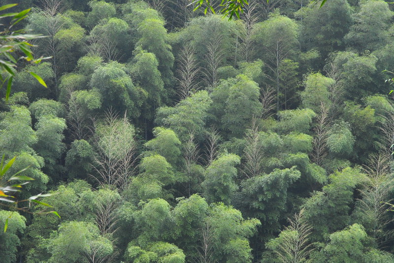 20120609ģǱŵ_288_С.jpg