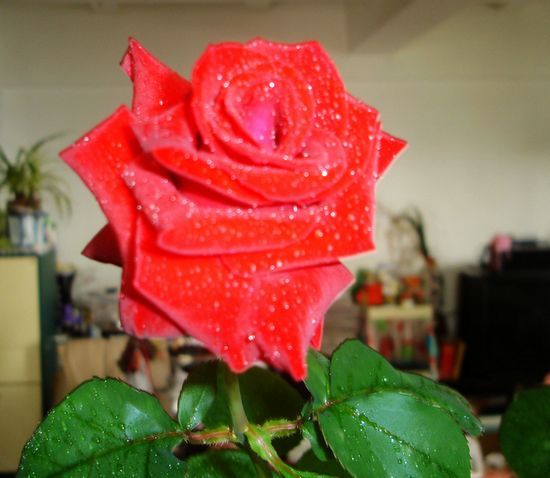 dsc07587.jpg