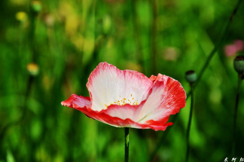 dsc_0717.jpg