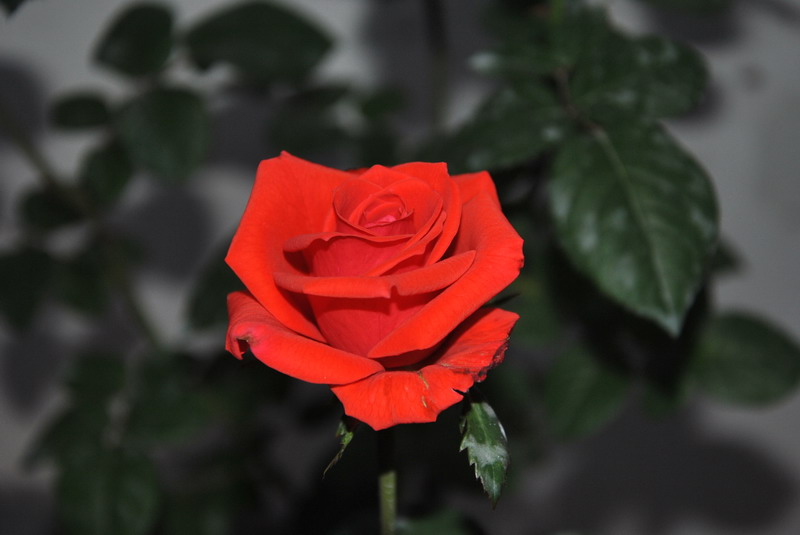 20120609ģǱŵ_245_С.jpg