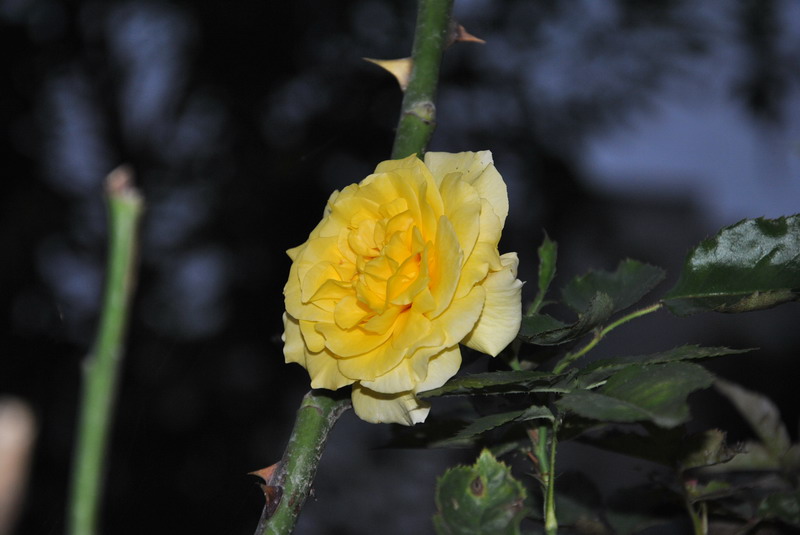 20120609ģǱŵ_247_С.jpg