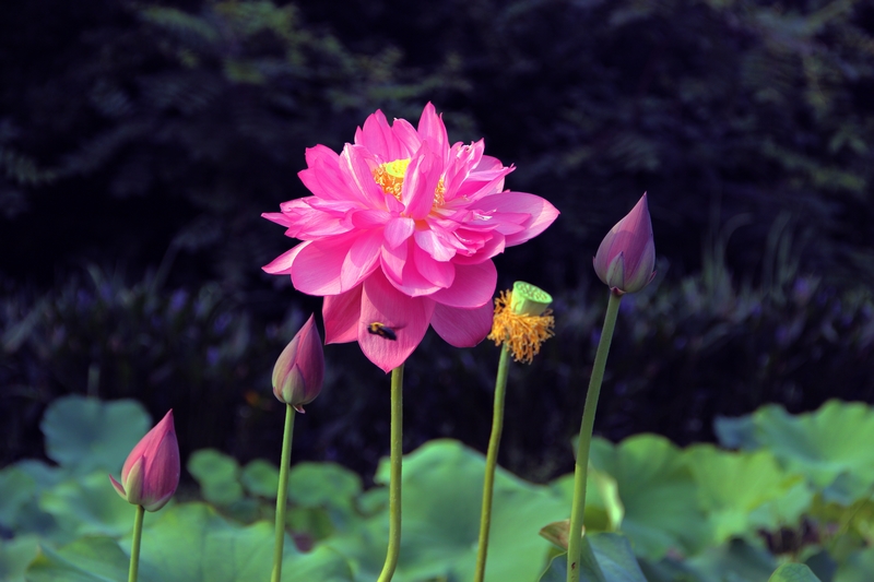 Ƭ 079.jpg