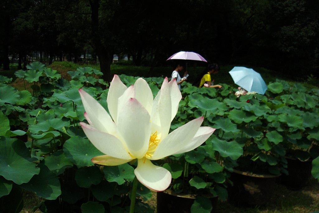 dsc01164.jpg