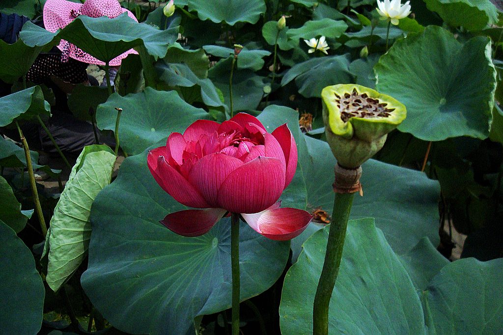 dsc01227.jpg