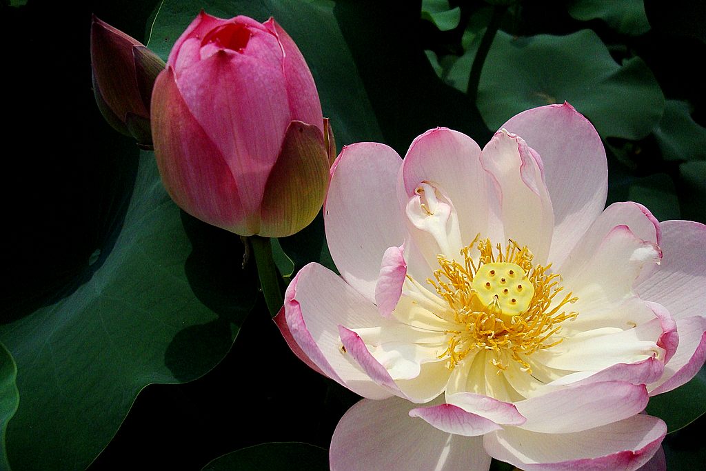 dsc01246.jpg