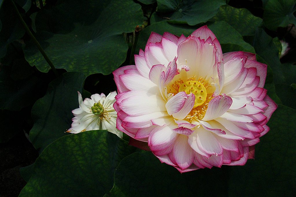 dsc01294.jpg
