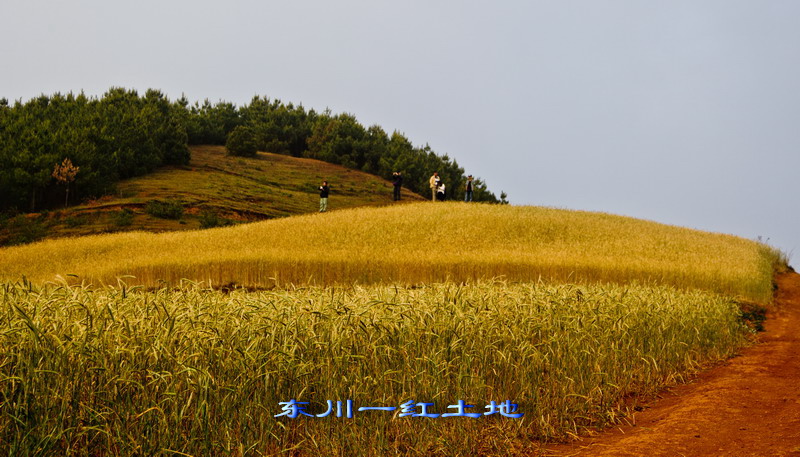 img_2980_缩小大小.jpg