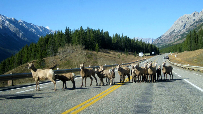 kananaskis 019_.jpg