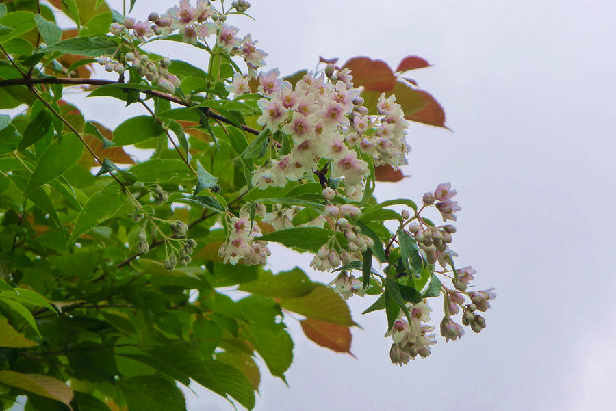 p1000419-1.jpg