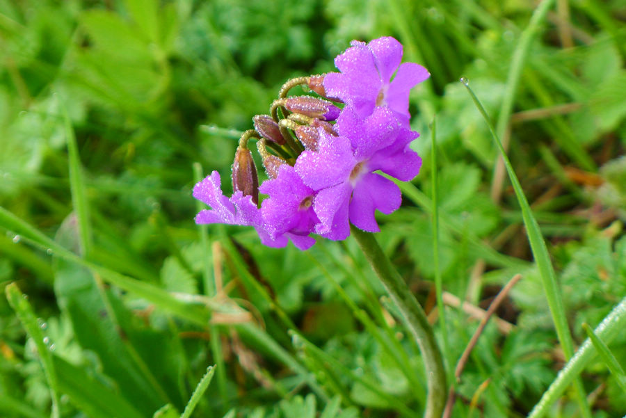 p1000626-1.jpg
