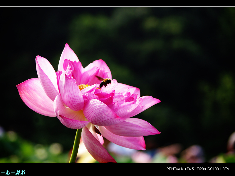 imgp0298.jpg