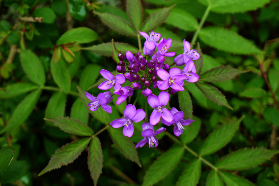p1000474-1.jpg