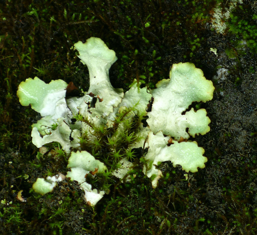 p1000483-1.jpg