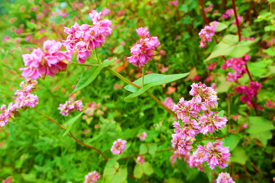 p1000348-1.jpg