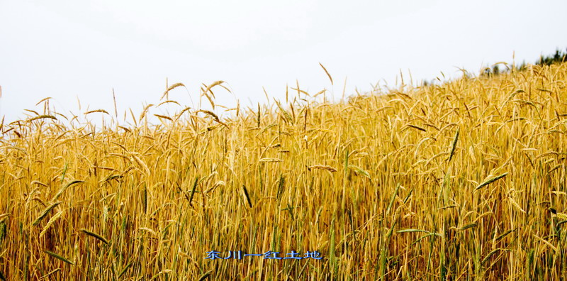 img_2985_СС.jpg