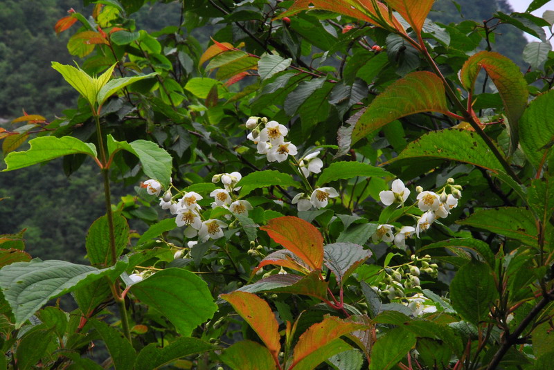 dsc_0060_С.jpg