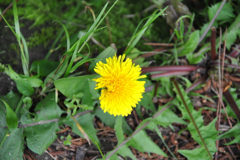 dsc_0064_С.jpg