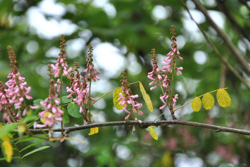 dsc_0069_С.jpg