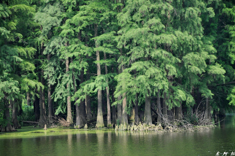 dsc_0462.jpg