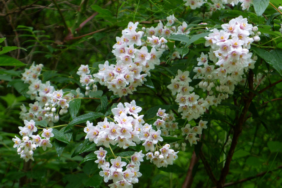 p1000420-1.jpg