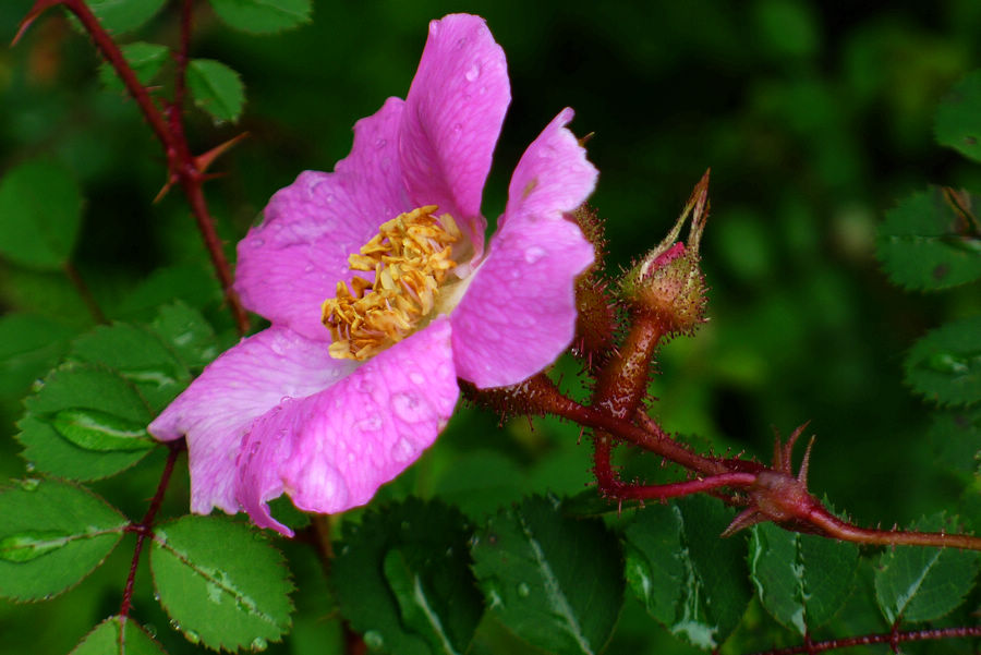 p1000422-1.jpg