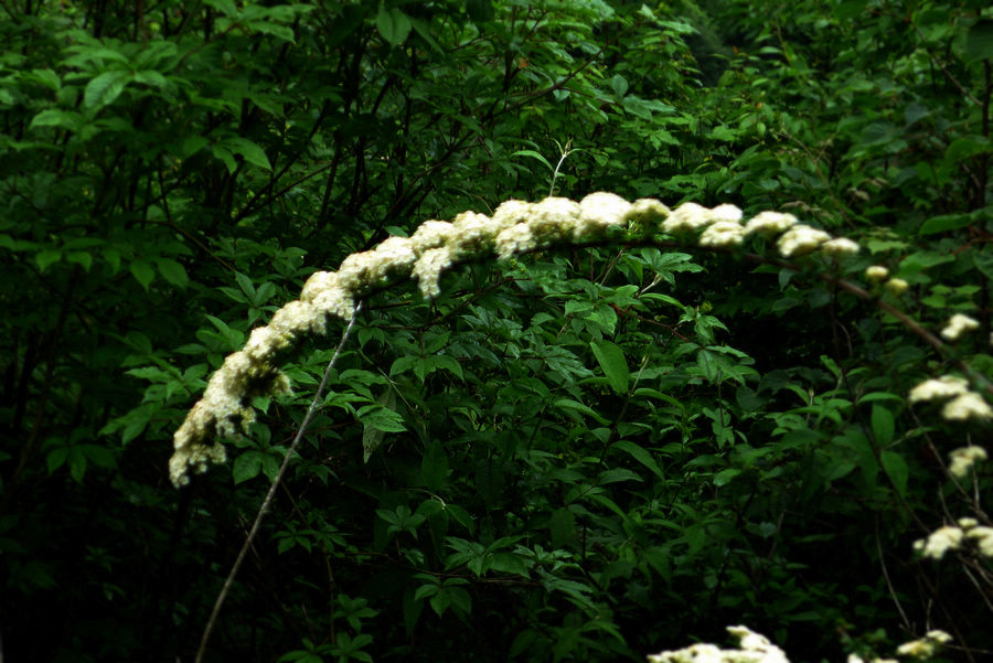 p1000433-1.jpg