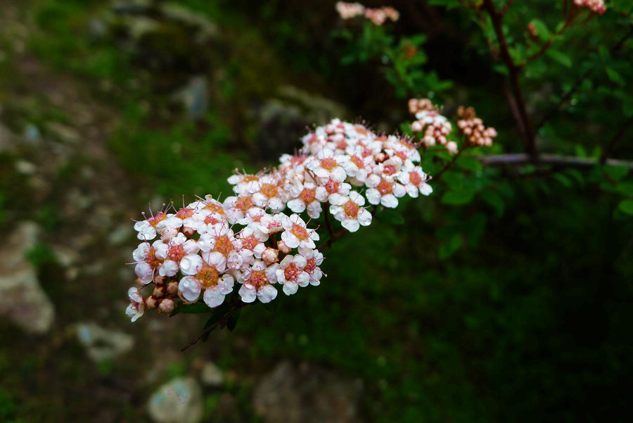 p1000490-1.jpg