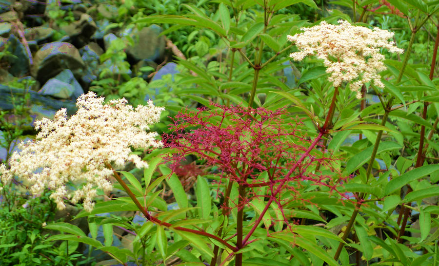 p1000418-1.jpg