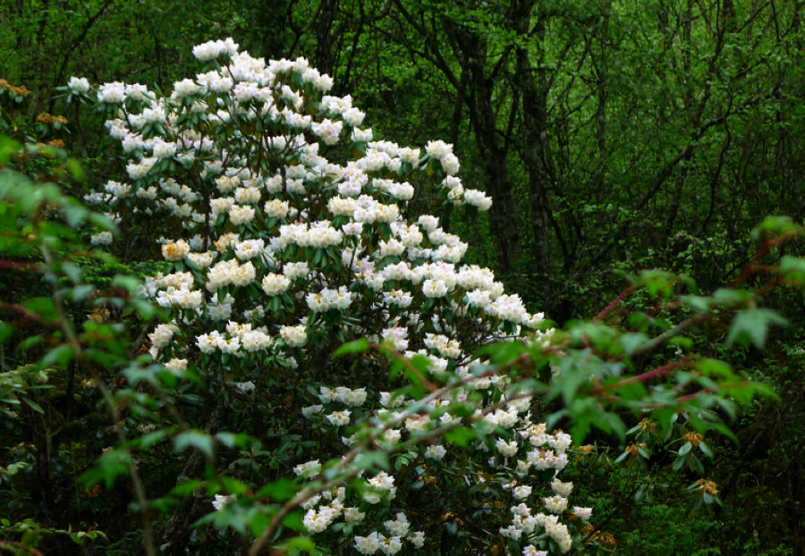 p1000539-1.jpg
